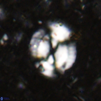 Watznaueria sp VR 21386