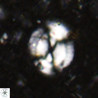 Watznaueria sp VR 21386