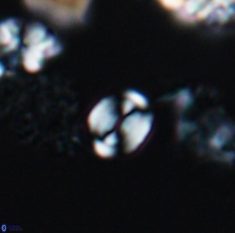 Watznaueria stenaspis 8865