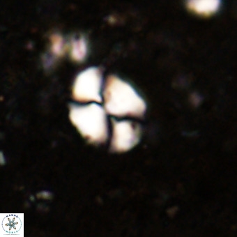 Watznaueria supracretacea VR 20444
