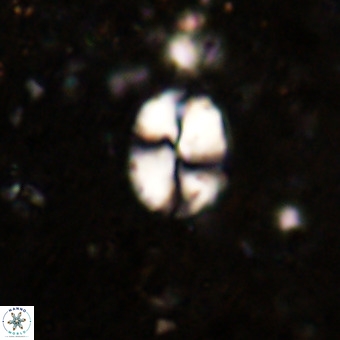 Watznaueria supracretacea VR 20445