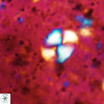 Watznaueria supracretacea VR 20447