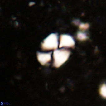 Watznaueria supracretacea VR 20448