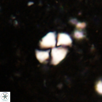 Watznaueria supracretacea VR 20448