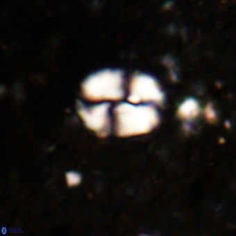 Watznaueria supracretacea VR 20449