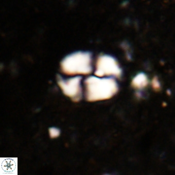 Watznaueria supracretacea VR 20449
