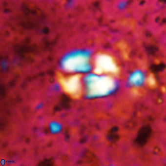 Watznaueria supracretacea VR 20450