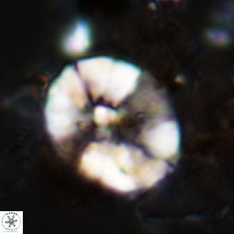 Wisea sanjuanensis 526