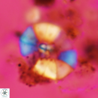 Wisea sanjuanensis 527