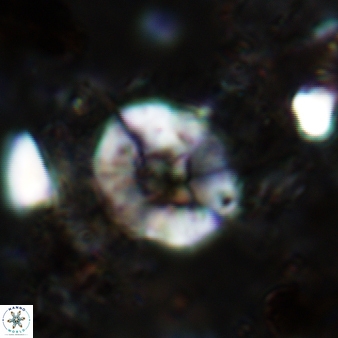 Wisea sanjuanensis 575