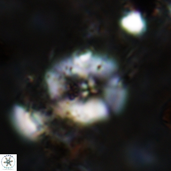 Wisea sanjuanensis 576