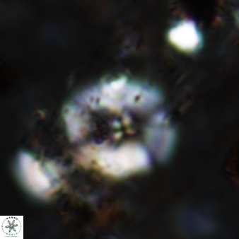 Wisea sanjuanensis 578