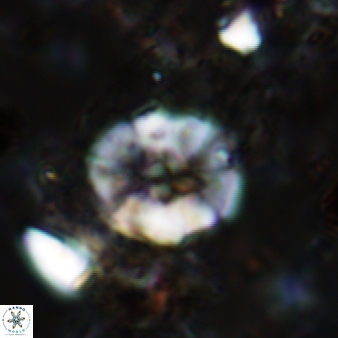 Wisea sanjuanensis 572