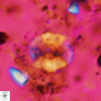 Wisea sanjuanensis 573