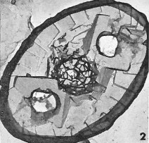 Konyaea biclavatus 1741