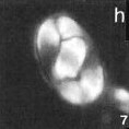Gorkaea obliqueclausus 4527