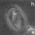 Gorkaea obliqueclausus 4527