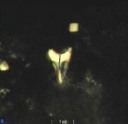 Ceratolithoides aculeus 10442