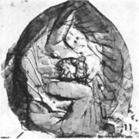 Konyaea biclavatus 1741