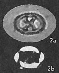 Neochiastozygus chiastus 25278