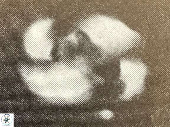Zygodiscus clausus 69255