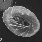 Zeugrhabdotus cooperi 33183