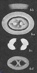 Neochiastozygus distentus 25019