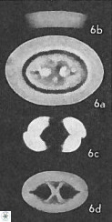 Neochiastozygus distentus 25019