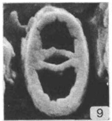 Glaukolithus fissus 33224