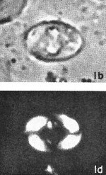 Zygodiscus herlynii 69600