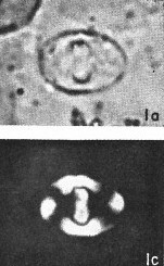 Zygodiscus herlynii 69600