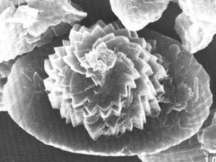Zeugrhabdotus kerguelenensis 48218