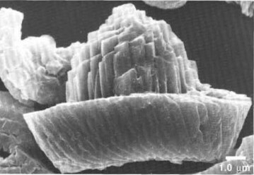 Zeugrhabdotus kerguelenensis 48218