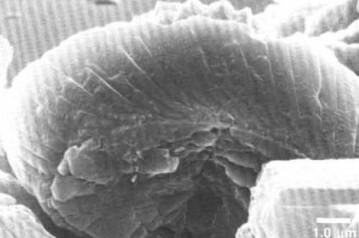 Zeugrhabdotus kerguelenensis 48218