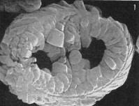 Gorkaea pomerolii 38984