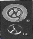 Neococcolithes protenus 25481