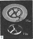 Neococcolithes protenus 25481
