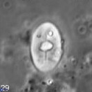 Zygodiscus sheldoniae 49712