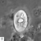 Zygodiscus sheldoniae 49712