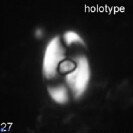 Zygodiscus sheldoniae 49712