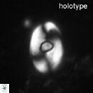 Zygodiscus sheldoniae 49712