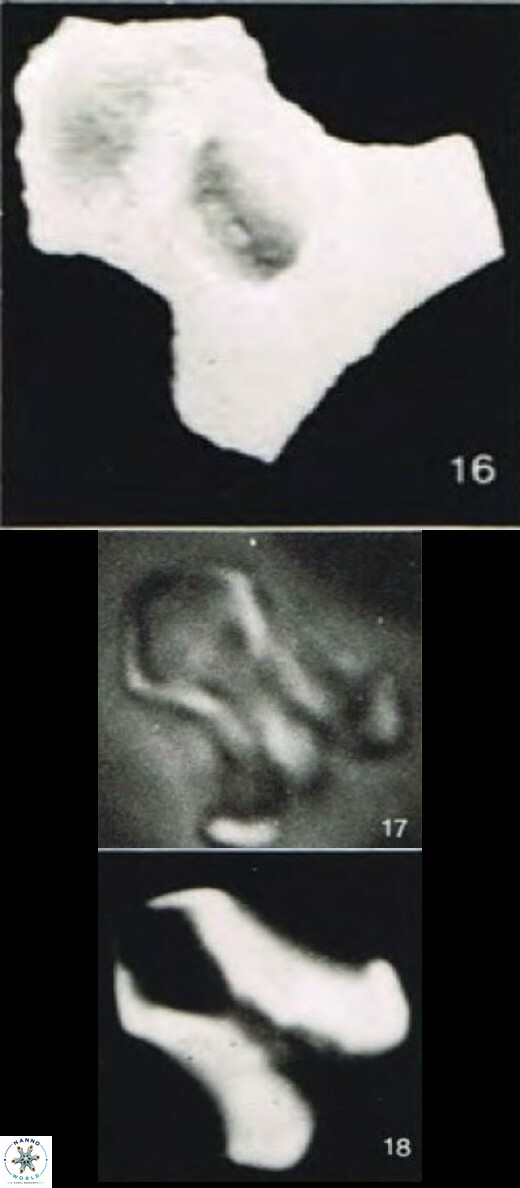 Zygrhablithus sileensis S2 19