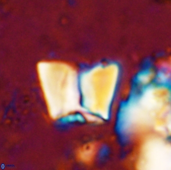Zeugrhabdotus cooperi 33182