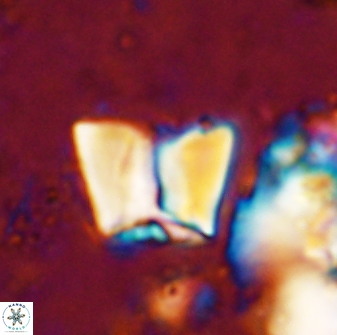 Zeugrhabdotus cooperi 33182