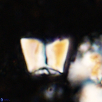 Zeugrhabdotus cooperi 33183