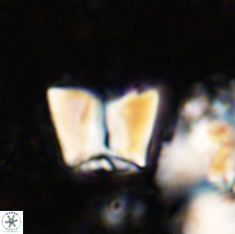 Zeugrhabdotus cooperi 33183