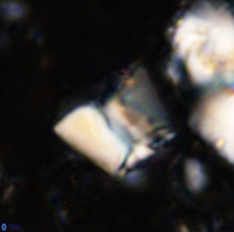 Zeugrhabdotus cooperi 33184