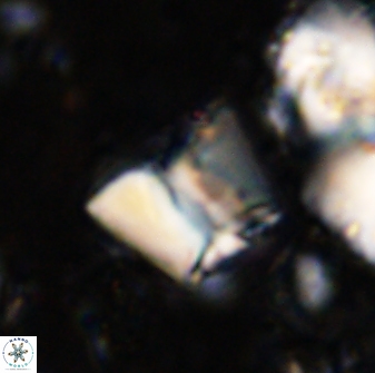 Zeugrhabdotus cooperi 33184