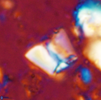 Zeugrhabdotus cooperi 33185