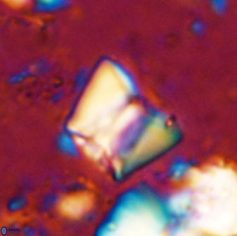Zeugrhabdotus cooperi 33186